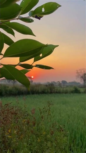 nature video templates free downloadnature background video effects hd free download