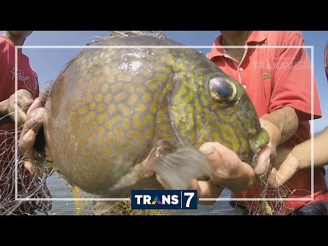 DUNIA BINATANG - HEWAN AIR BUMI SASAK (27/5/16) 3-1