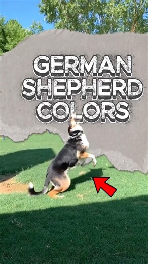 German Shepherd Coat Colors Explained – From Sable to Black & Tan 🐾✨ Every Shade of Loyalty