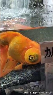 April 15, 2026: I change the water in the indoor aquarium at the beginning and middle of the mont...