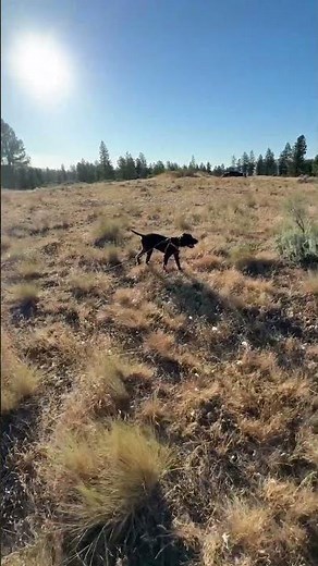 5 month Pudelpointer pointing first training birds