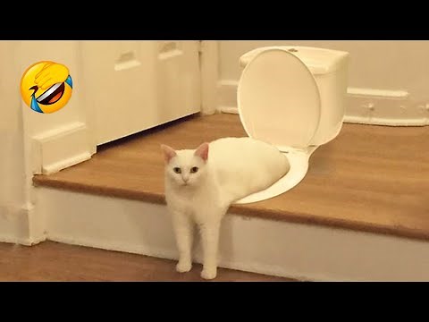 Funniest Cat Videos That Will Make You Laugh #72 - Funny Animal Videos 2023
