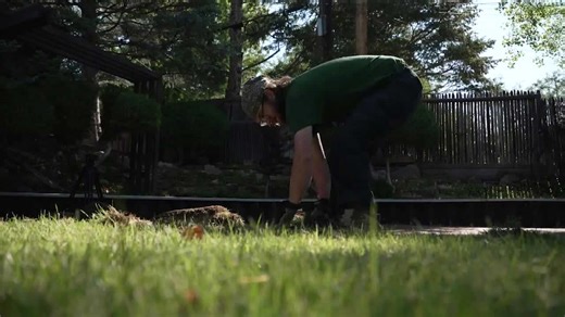 Nonprofit's lawn replacement program incentives Coloradans to replace grass with water-saving plants