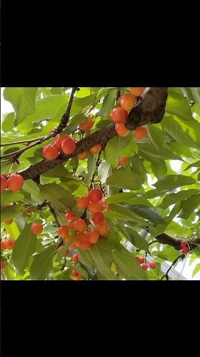 Nakano City, Nagano Prefecture is famous for its cherry picking, which you can enjoy with a 30-mi...