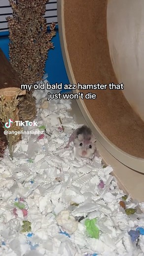 Meet the Oldest Dwarf Hamster Still Alive Today