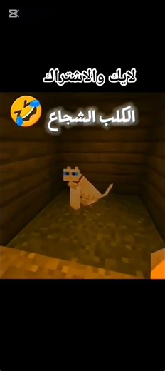 كلب شجاع جدا#ترند#ميمز#ميسي#ماينكرافتللجوال#تحشيش #اكسبلور #ماين_كرافت #كوميديات #cat #meme