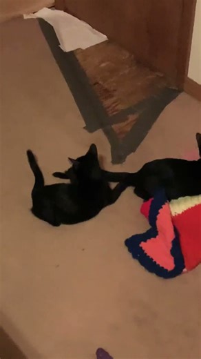 “The Great Kitty Playtime Compilation — Pure Energy! 🐈‍⬛⚡🎬”