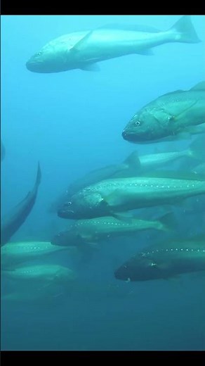 🐟🐟 Approaching the big fish - the meagre - Vendée 2026 🐟🐟 Marc-André Mounier - apnee85.fr