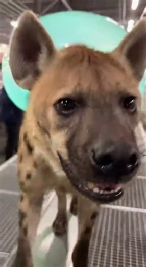 Hyena + Jellyfish – Realistic Animal Fusion in Factory | Reality Lab