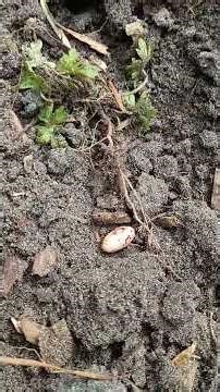 How To Plant Pinto Beans In A EarthBed From Dry Beans From The Grocery Store At Home