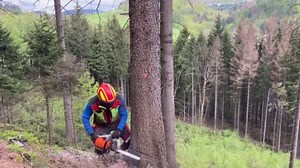 Observe the Precision of Logging with Stihl MS462, While the Badger Watches!