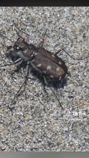 Exploration of the Beach Tiger Beetle in Camargue | Arthropsida
