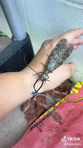 Discovering the Fascinating Larva of a Male Dobsonfly