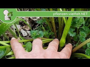 Gefleckter Aronstab - Blütentrieb - 13.04.18 (Arum maculatum) - Wildpflanzen-Bestimmung