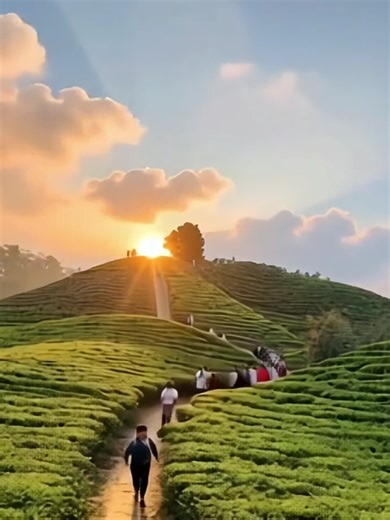 Exploring the Green Heart of Ilam, Nepal