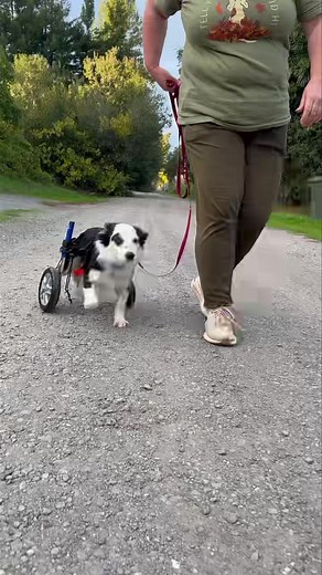 12K views · 833 reactions | Ricky ❤️ What a fantastic pup! He’s...