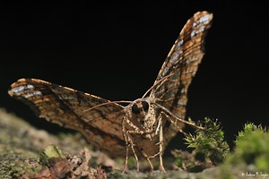 Moths have evolved stealth acoustic cloaking to evade bat sonar