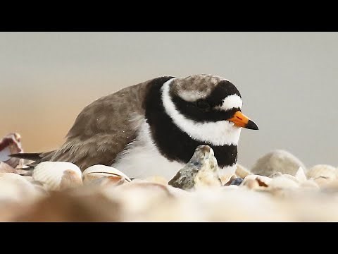 A Close Look at Common Ringed Plovers at Shellness Beach | Charadrius hiaticula