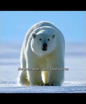 Amazing Wildlife Moments Caught on Camera | Animals Wild World #animalfacts #animals #amazingan