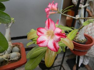 Desert Roses Leaves Turning Yellow: Reasons & Solutions