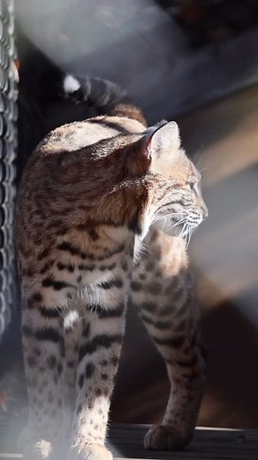 Have you wondered why bobcats have short tails? In fact, their name comes from having a short, “bobbed” tail! Bobcats usually hunt on the ground and in open fields, so they don’t need a long tail used for balance when climbing and running on difficult terrain. | Popcorn Park Animal Refuge