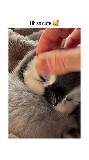 Allevate on Instagram: "Penguins are tiny tuxedoed wonders of the natural world—charming, resilient, and full of character. Living in some of the harshest climates on Earth, they’ve mastered the art of survival with grace and teamwork. Watching them waddle across the ice, huddle together for warmth, or dive into freezing waters is like witnessing nature’s quiet determination in motion. Despite their comical walk, penguins are incredible swimmers. Beneath the surface, they move with astonishing s