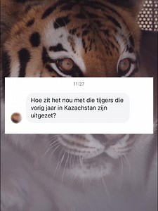 Update van ons tijgerpaar in Kazachstan! 💚🐯🐯 | Wereld Natuur Fonds - WWF