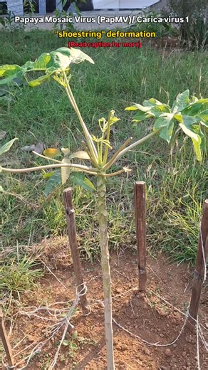 कृषि कन्या on Instagram: "*Symptoms* Mosaic mottling, puckering and distortion of young leaves. Leaves become narrow, reduced (shoestring appearance) Stunted plants with poor growth. Stems, petioles and fruits show water-soaked concentric rings. Fruits become small, deformed and patchy. *Cause* Caused by Papaya Mosaic Virus (PapMV) / Papaya ring spot virus / Carica virus-1. Spread mainly by aphids (non-persistent) and mechanical sap transmission. Not seed-borne. *Management* Use disease-free see