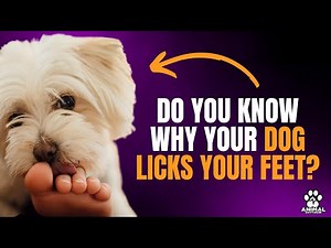 Why does my dog ​​lick my feet? Learn the reasons behind this canine behavior.