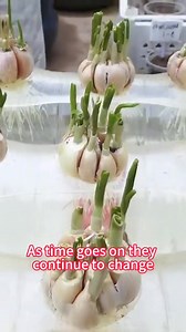 How to grow garlic in hydrophonic method Part 3 | Lee Yumi