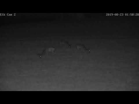 PA Elk Camera 2