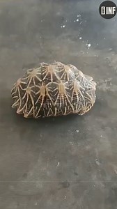 1.3M views · 10K reactions | Can A Turtle Take Off Their Shell?  #science #sciencefacts #fypシ゚ #viralreels #trendingreelsvideo #facts #factvideo | Sourov Sharma | Facebook