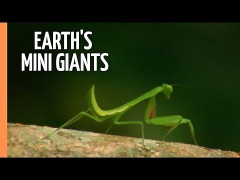 The World of Insects - Unveiling Earth's Mini Giants | Full Documentary