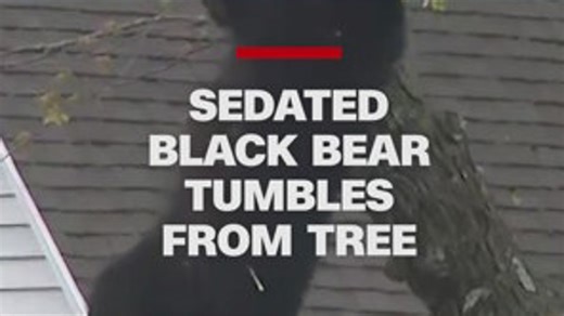 Sedated black bear falls safely from tree