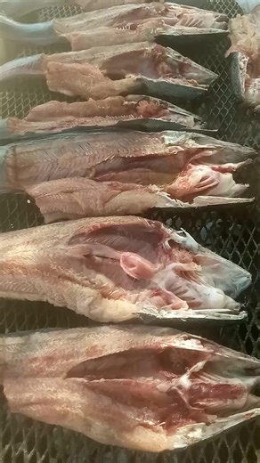 MUKASA FISH FARM UPDATE ON THE TRAINING. 1.) Learn by doing smoking...