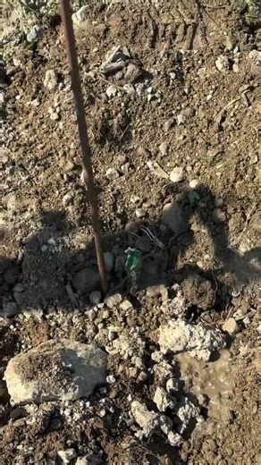 Replanting young vines helps maintain vineyard health, quality, and the future of every harvest 🍷
