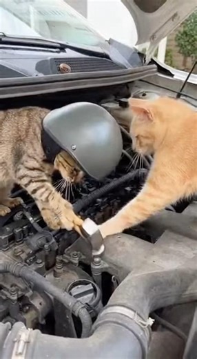 🔧 HR is getting involved. #cat