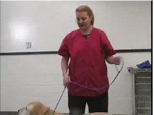 Canine - Basic Restraint 1