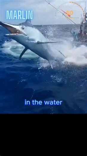 The Fastest Fish in the Ocean 🐟⚡