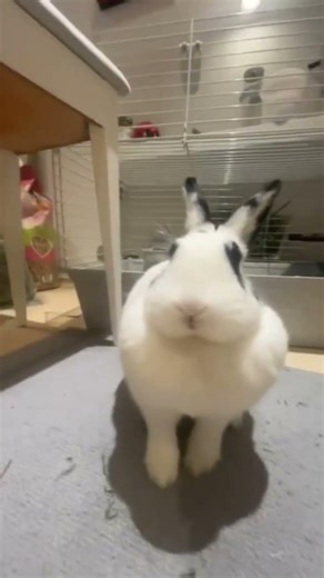 Blueberry crushed IT🐰 #bunny #funnyvideo #rabbit
