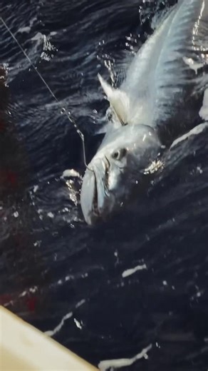 Ethical Anglers on Instagram: "Landed, measured and safely released 🎣 A throwback moment from the El Gouna Federation Cup. Organized by Ethical Anglers in collaboration with the Egyptian Angling Federation. #ethicalanglers #elgounaredsea #redsea #igfa #egypt"