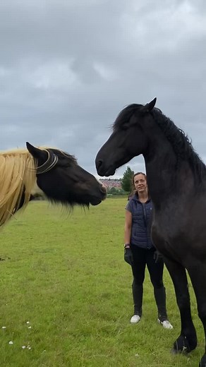 Angry horse. Sometimes it’s really scary me… That body languege…. #scaryhorse #horsetime #horses
