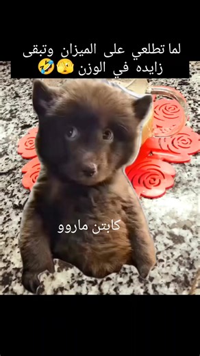 🤣🫣#كابتن_ماروو #يونيفرسال_جيم_للسيدات_حلوان #اللهم_صل_وسلم_وبارك_على_سيدنا_محمد #mn #ربي_اني_لما_انزلت_الى_من_خير_فقير