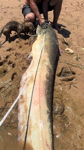 La Pesca de Siluros: Consejos y Trucos Efectivos