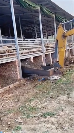 Using an excavator to DIY transform the chicken house to clean up the manure is very efficient