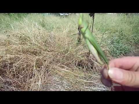 コメツキバッタⅡ