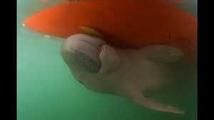 Thai marine biologist pleads for dugong conservation plan