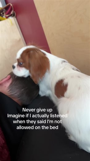 Cavalier King Charles Spaniel: Persistence in Training