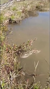 Biggest African Rock Python | African Safari Guide