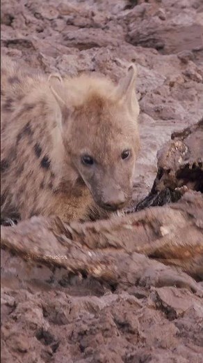 Hyena Eating Dead Buffalo